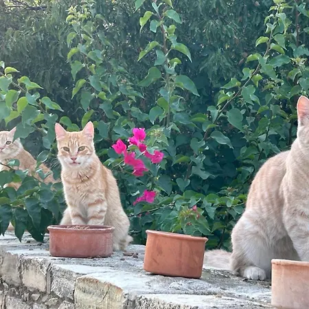 Apartman Aunt Maria's