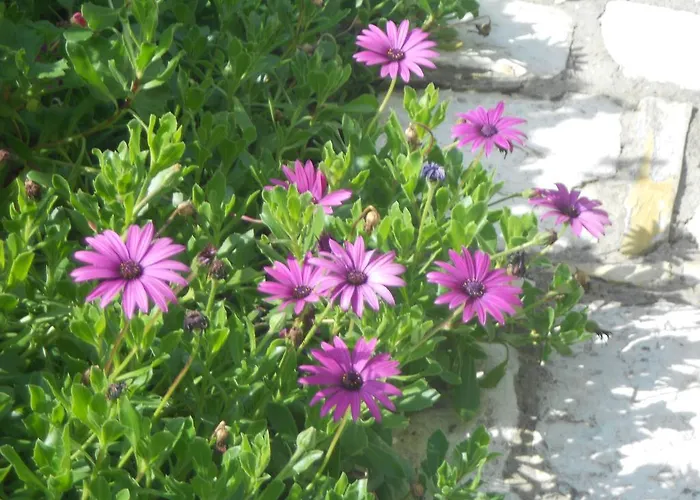 Apartmán Aunt Maria's